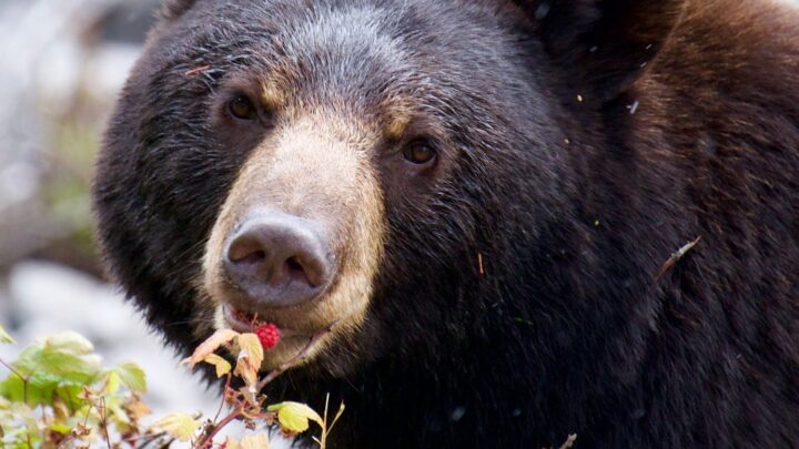 Los osos actúan como perros amigables debido a una extraña condición cerebral