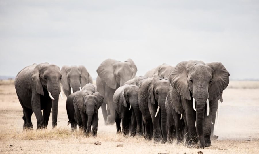 Los elefantes africanos ocupan solo una fracción de su área de distribución potencial