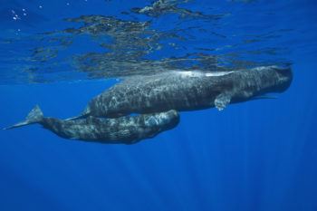¿Podrían los humanos comunicarse con las ballenas?