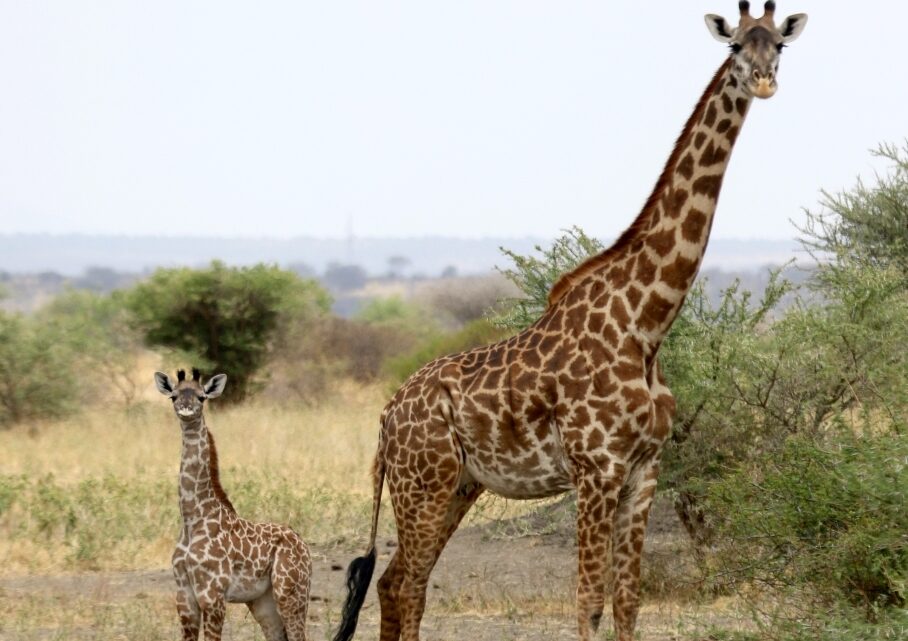 Las pandillas de jirafas son importantes para las poblaciones de jirafas – Derek Lee