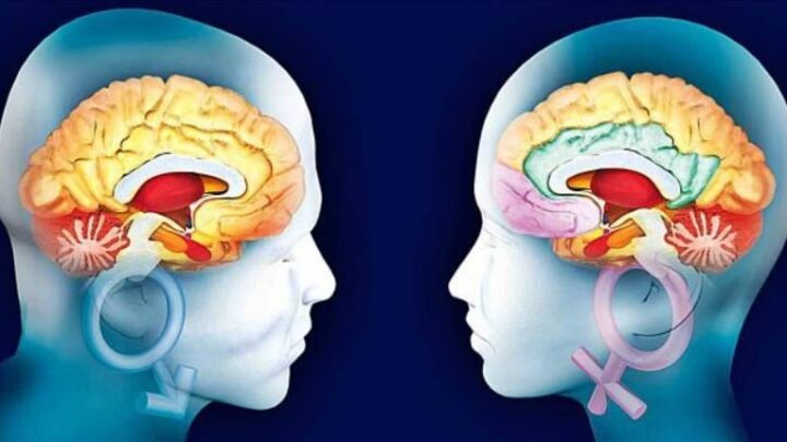¿Sabías que existen diferencias entre el cerebro de un hombre y el de una mujer?