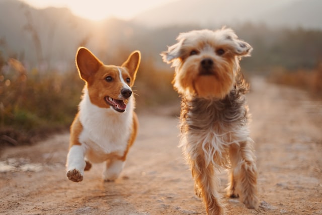 Antiinflamatorios para la displasia de cadera en perros