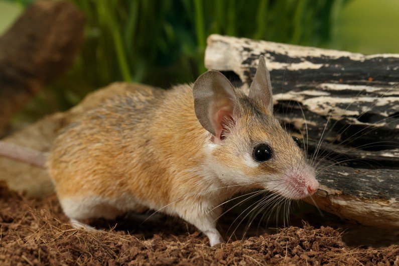 Conozca al ratón espinoso egipcio: este roedor que menstrúa puede ayudarnos a comprender el embarazo humano
