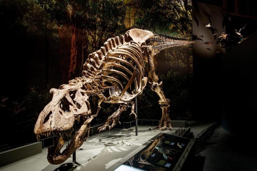 Un estudio encontró que T-rex tenía un swing en su paso