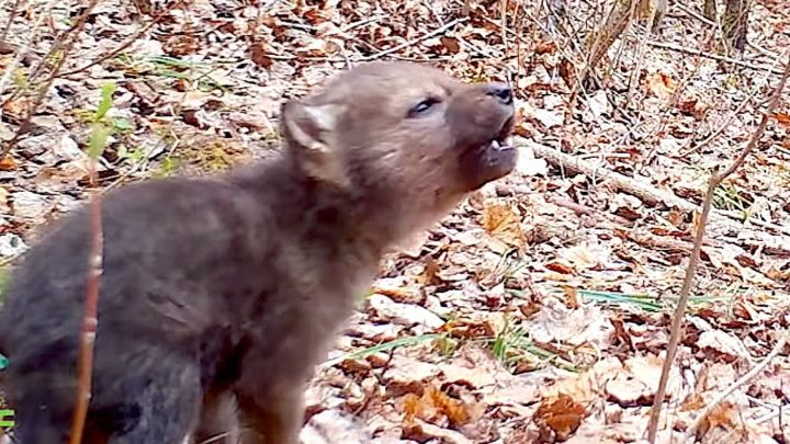 Los primeros aullidos del adorable cachorro de lobo capturados en cámara
