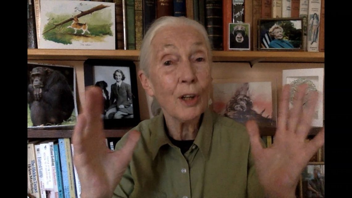 Jane Goodall: si no hacemos las paces con la naturaleza, espere más pandemias mortales