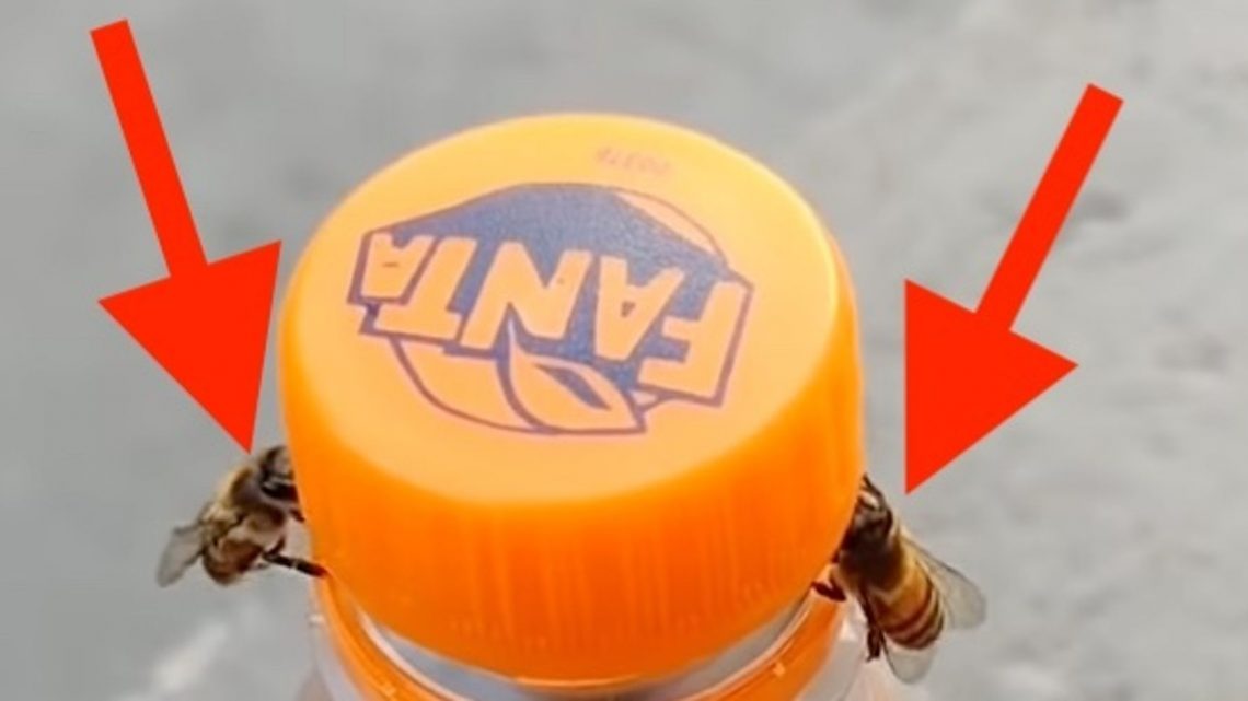 El video de abejas trabajando juntas para abrir la botella de refresco ha emocionado a los usuarios de Twitter