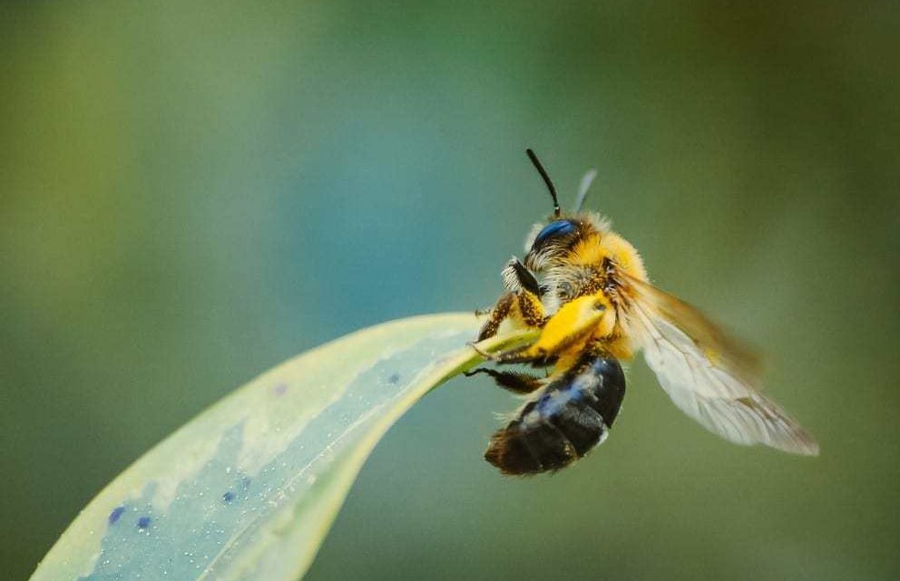 El hongo combate los ácaros que dañan a las abejas melíferas