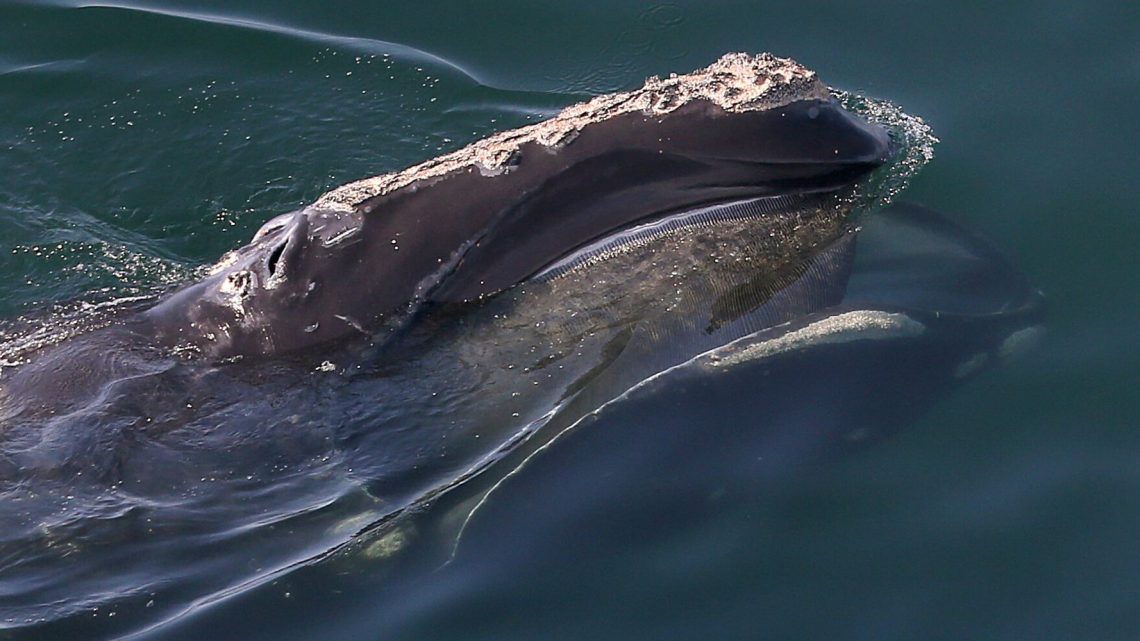 Las ballenas francas del Atlántico norte se hacen más pequeñas a medida que los humanos las estresan