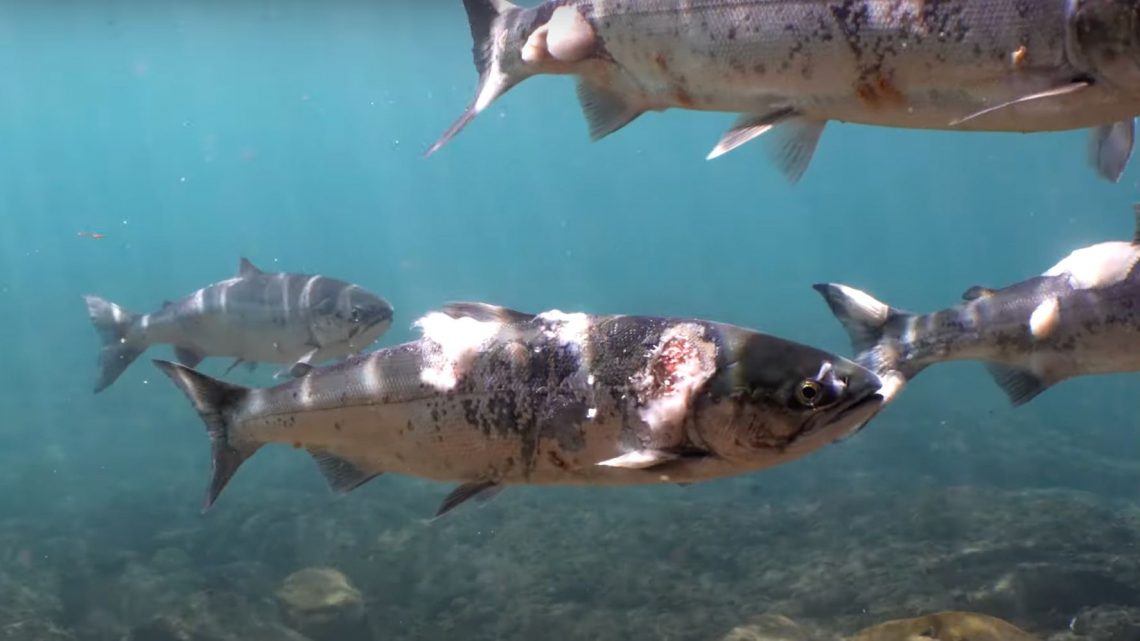 El video muestra un salmón con lesiones y hongos mientras los ríos alcanzan temperaturas letales.