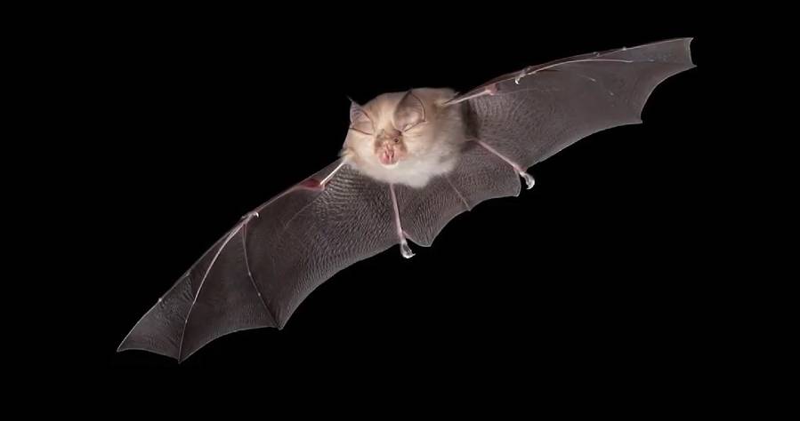 Nuevo coronavirus descubierto en murciélagos británicos