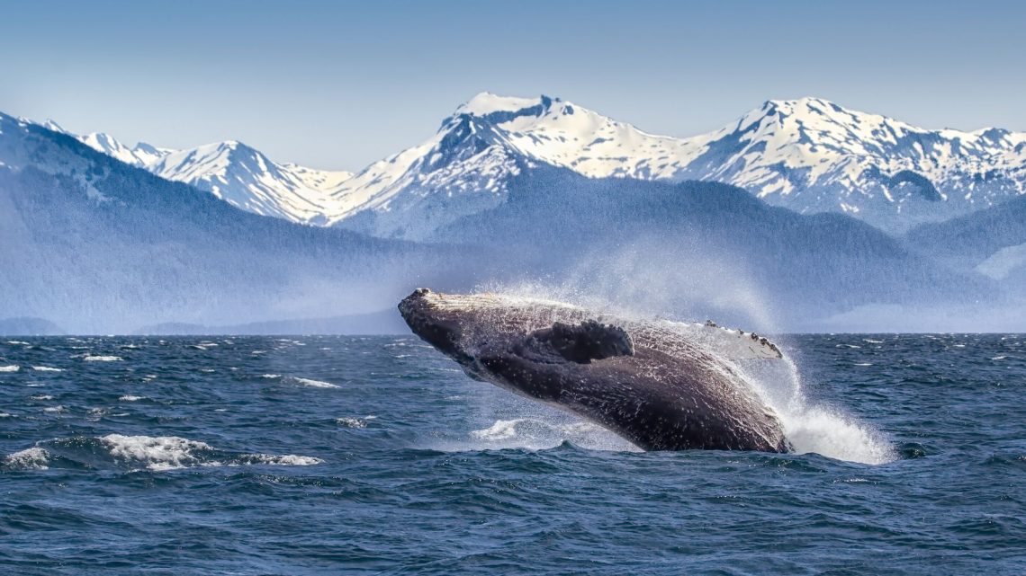 La pandemia permitió a las ballenas de Alaska ganar algo de paz y tranquilidad