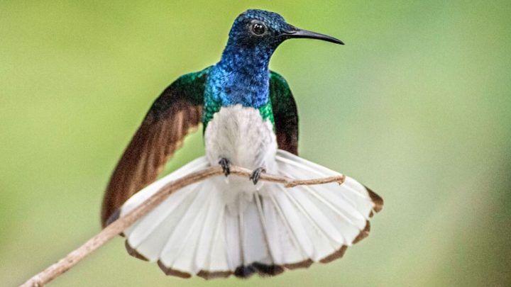 Las hembras de colibrí que parecen machos evitan el acoso y tienen más tiempo para comer