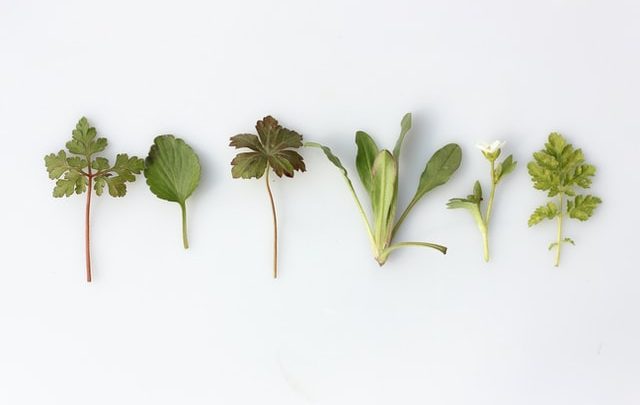 5 plantas que pueden ayudar a mejorar su salud