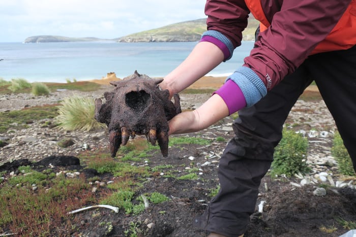 Evidencia de actividad humana prehistórica en las Islas Malvinas