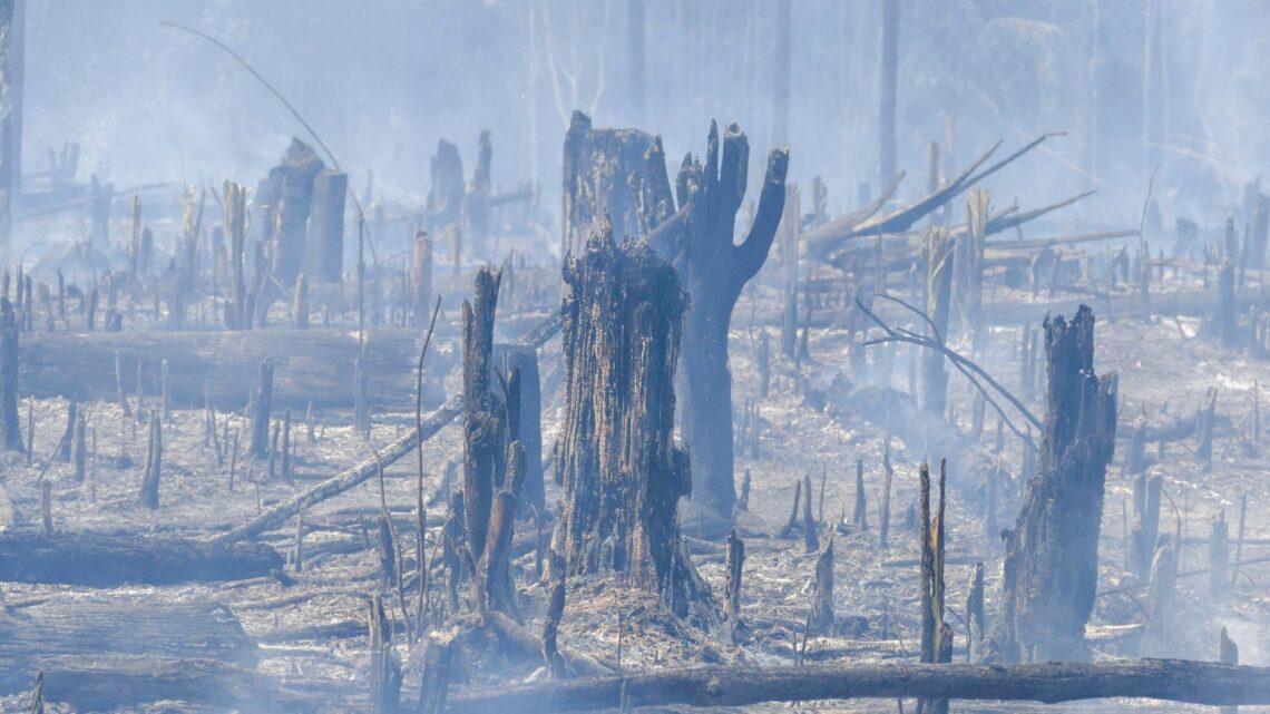 No hay razón para confiar en el clima de Brasil, la deforestación se compromete