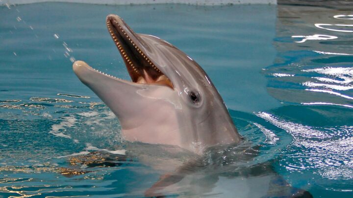 Muere la querida estrella de «Dolphin Tale» Winter en el Acuario de Florida