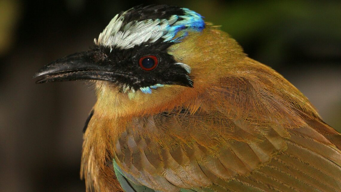 Las aves en la selva amazónica se están reduciendo a medida que aumentan las temperaturas