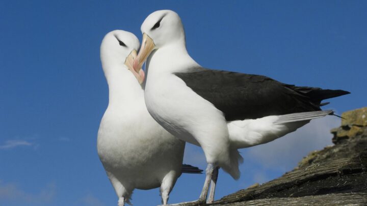 Los «divorcios» de los albatros podrían aumentar debido al cambio climático