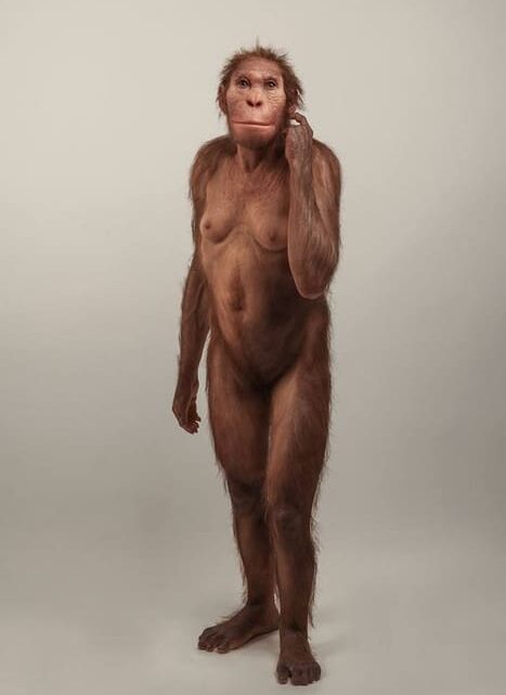 El antiguo pariente humano «caminaba como un humano, pero trepaba como un mono»