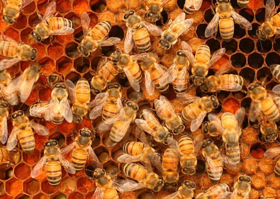 El tamaño es importante para las colonias de «superorganismos» de abejas