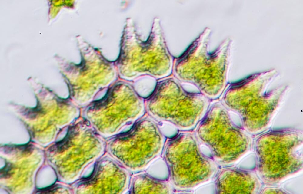 Más pequeño que un grano de arena, el fitoplancton es fundamental para la salud del agua – Blog de la revista Horizon