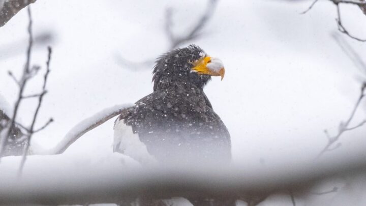El águila «exploradora» encuentra un hogar en la costa de Maine, lejos de su Asia natal