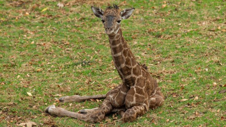 2 días de eutanasia de jirafas en el parque safari del zoológico de San Diego