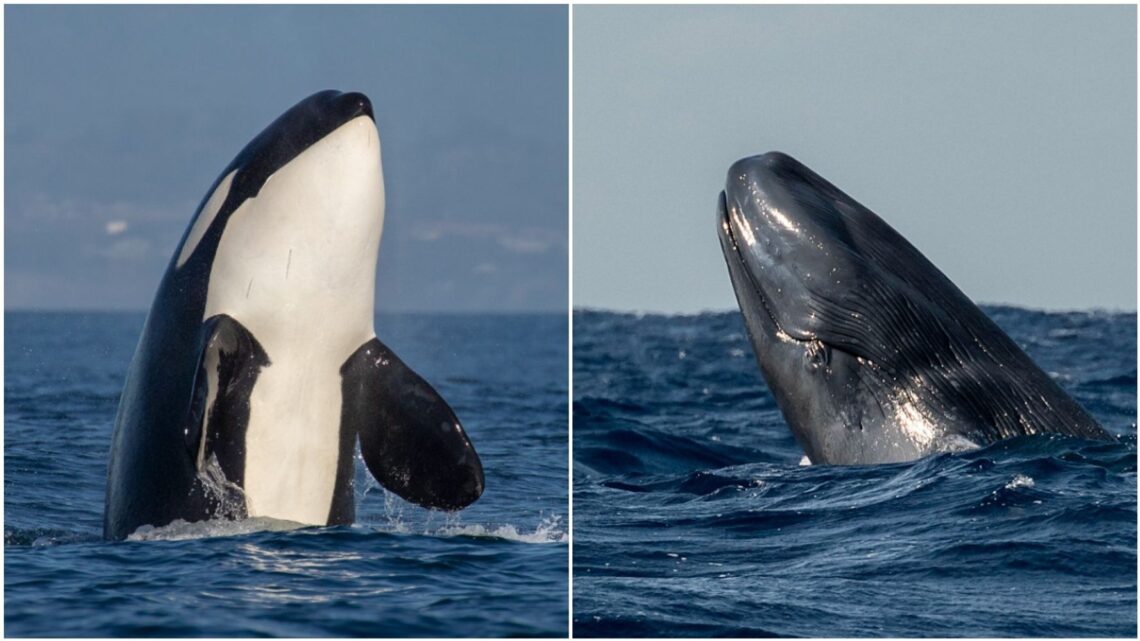 Resulta que las orcas pueden, y lo hacen, matar y comer ballenas azules