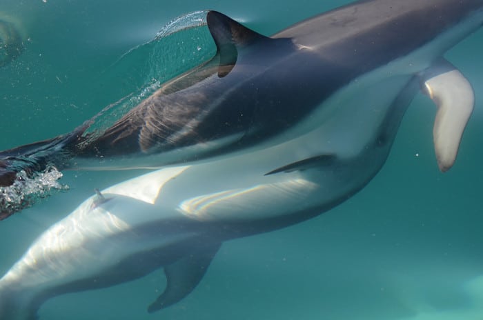 Las hembras delfín tienen un clítoris funcional, lo que sugiere evidencia anatómica
