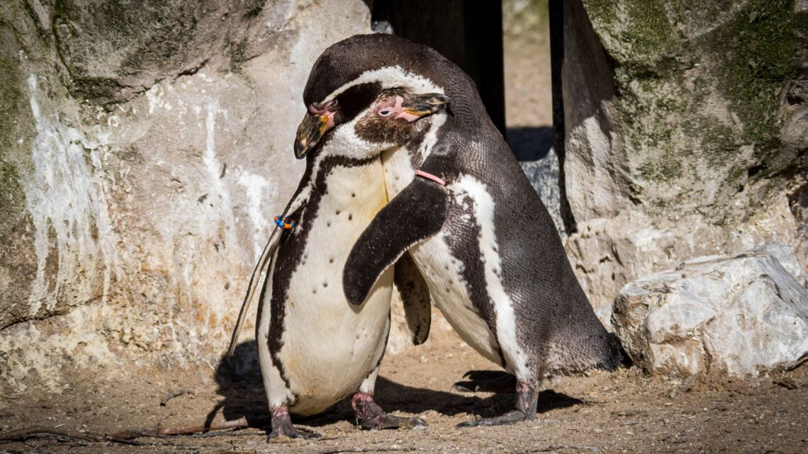 Pareja de pingüinos macho está haciendo un «buen trabajo» criando crías adoptivas, dice zoológico de Nueva York