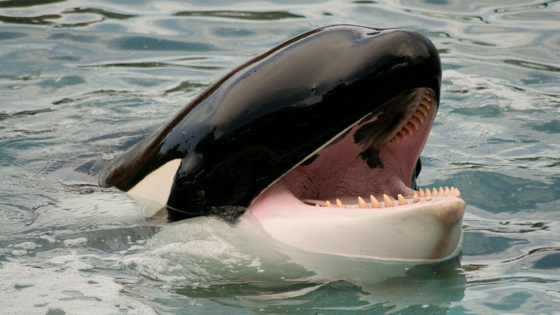 Cada vez más orcas han comenzado a usar las líneas como buffet libre