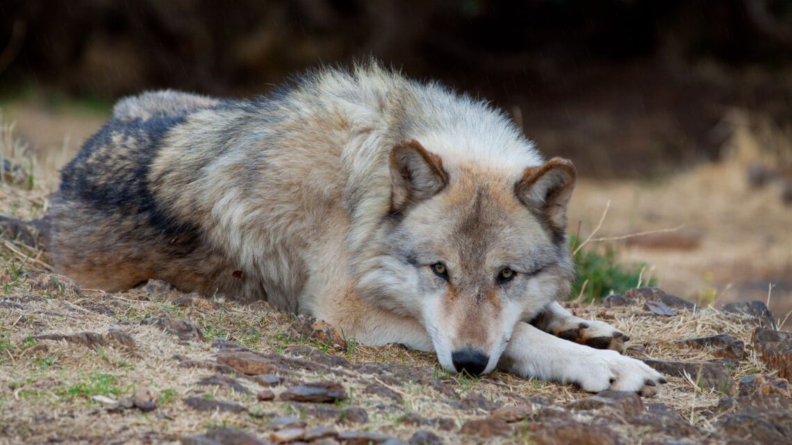 Los lobos grises recuperan las protecciones de la Ley de especies en peligro de extinción