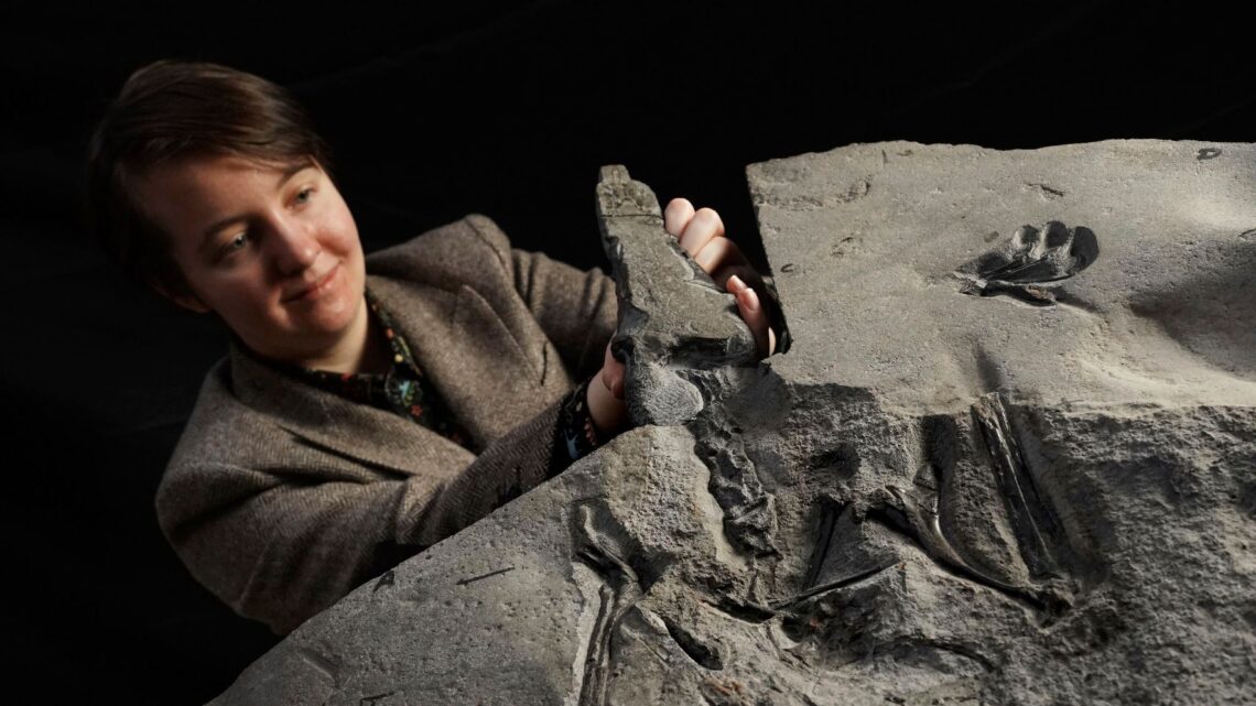 Fósil de pterosaurio «magníficamente conservado» descubierto en Escocia