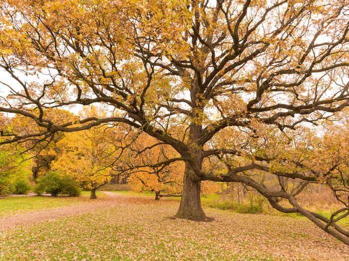 La ancestral resiliencia de los árboles – La poesía de la ciencia