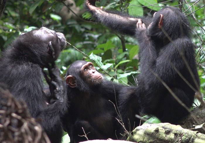 Los chimpancés aplican insectos a las heridas, en un posible caso de automedicación