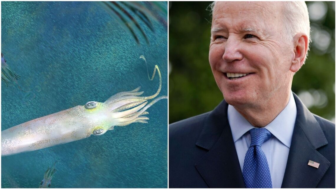 Ancestro calamar vampiro de 328 millones de años lleva el nombre de Biden ‘como un cumplido’