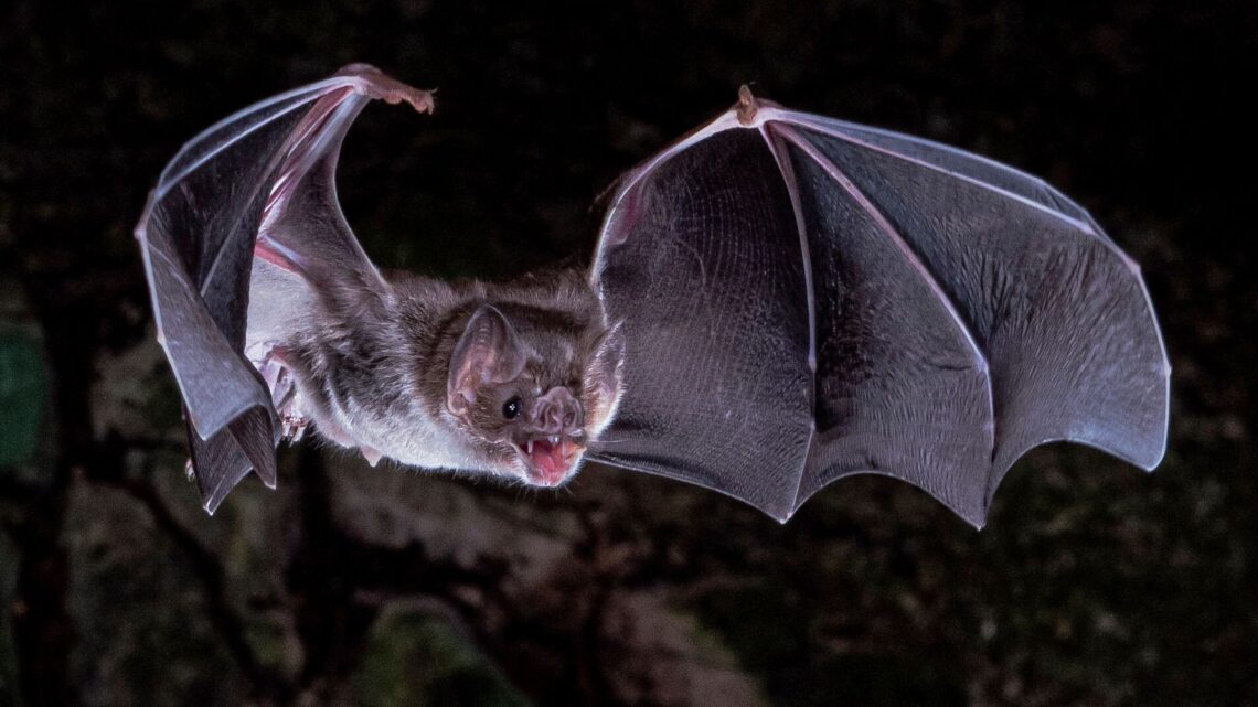 Los científicos descubren cómo los murciélagos vampiros adquirieron el gusto por la sangre