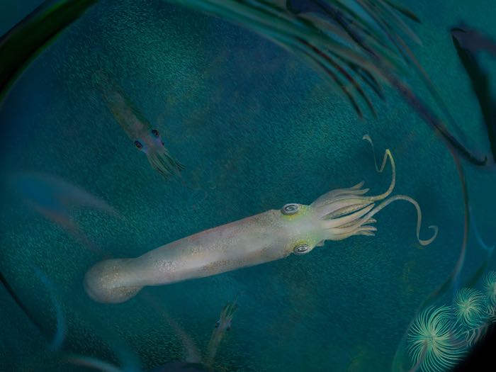 El cefalópodo parecido a un calamar vampiro es el primero de su tipo con 10 brazos funcionales.