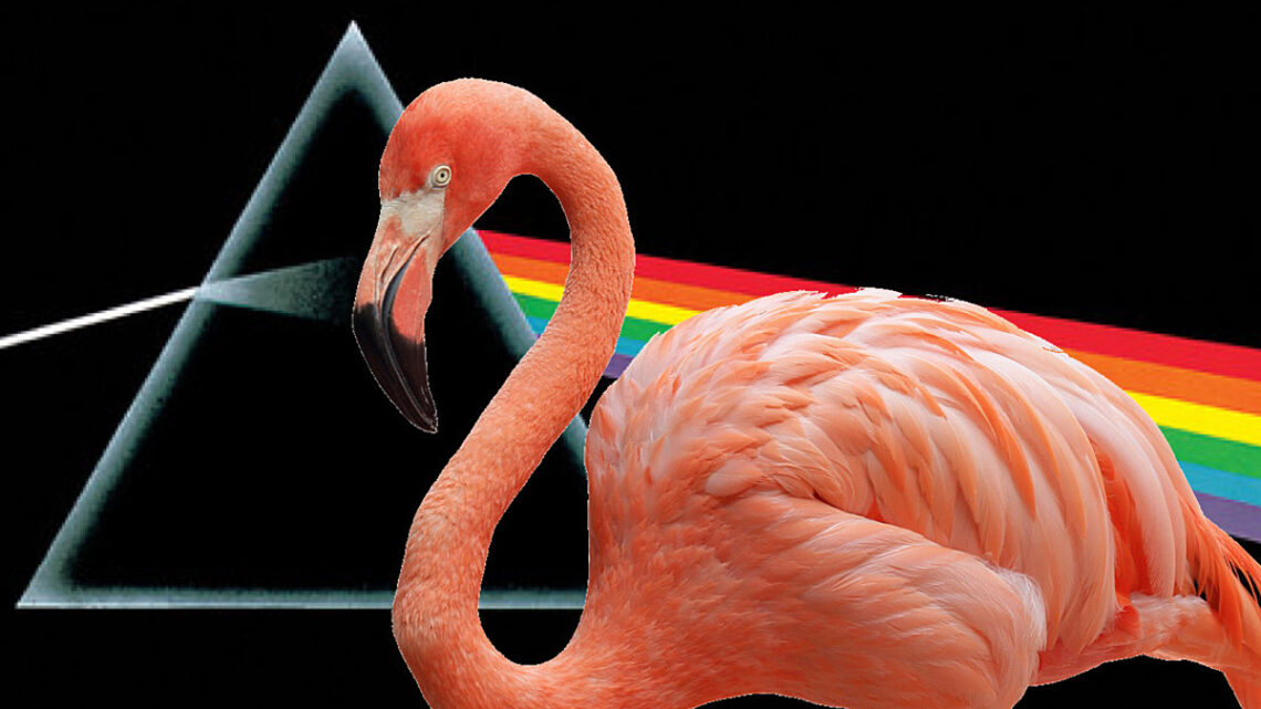 Flamenco ‘Pink Floyd’ visto en Texas 17 años después de la fuga del zoológico