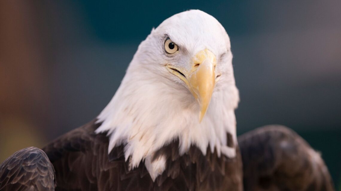 Empresa de energía eólica se declara culpable de matar a 150 águilas