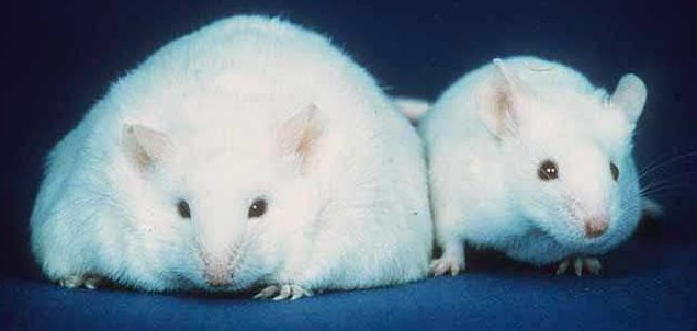 El aumento de los ARNm del hígado reduce el apetito y el peso corporal en ratones obesos
