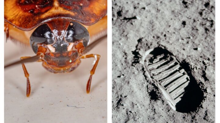 La NASA quiere recuperar el polvo lunar y las cucarachas, ¡ya!