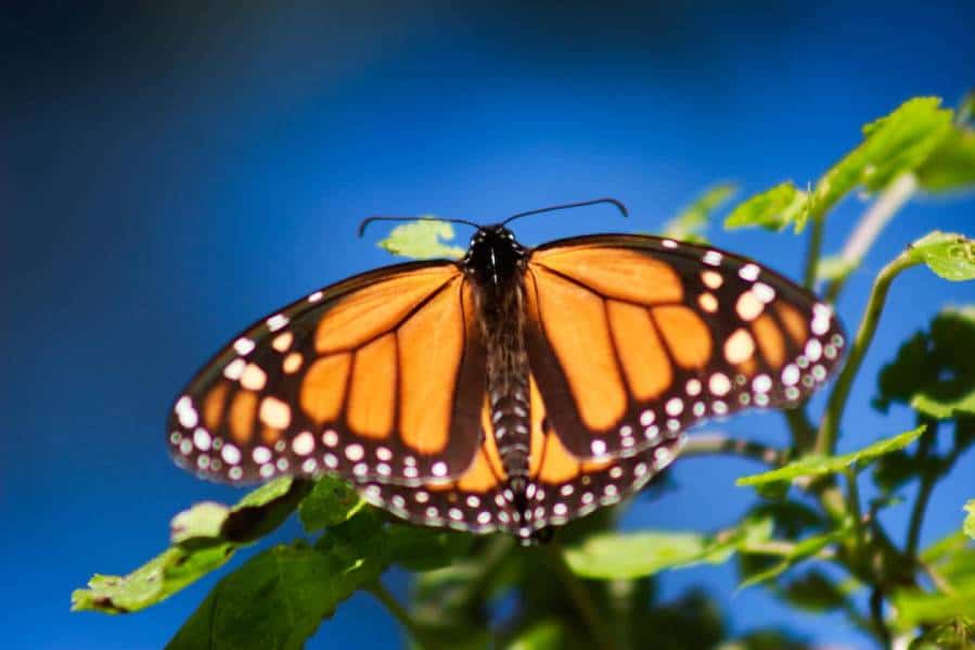 Buenas noticias: las poblaciones de mariposas monarca están prosperando en América del Norte