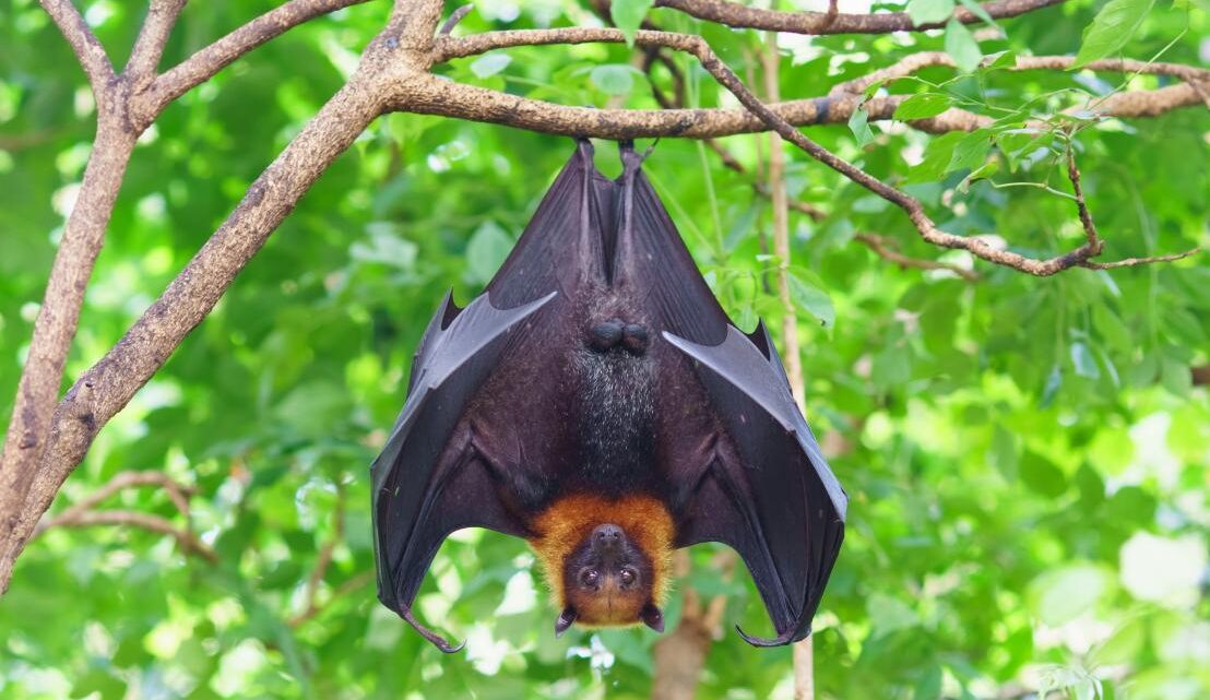 Pasando el rato con los murciélagos para descubrir los secretos de su biología – Horizon Magazine Blog