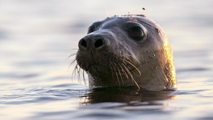 La gripe aviar causa un alto número de muertes de focas, dicen los federales