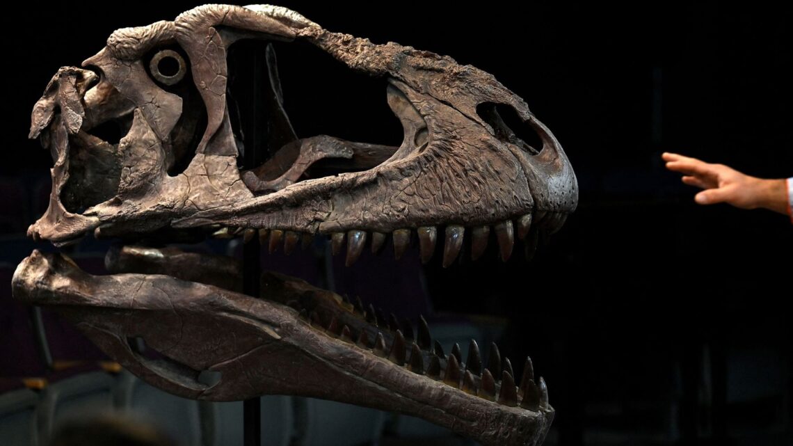 Científicos descubren especies de dinosaurios con brazos cortos