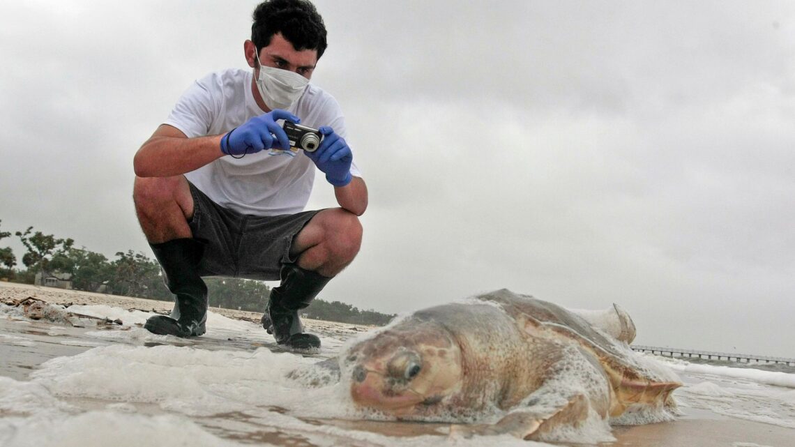 Nido de tortuga marina en la playa de Mississippi es el primero visto desde 2018