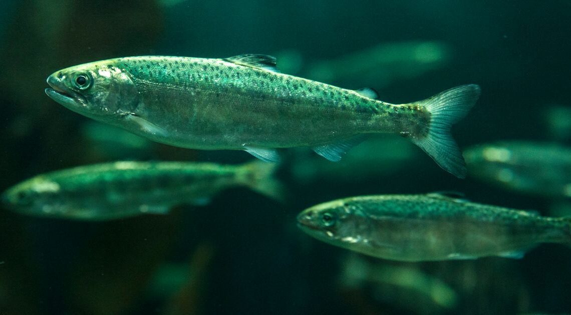 Una ‘falla catastrófica’ en el centro de investigación mata a unos 21,000 peces