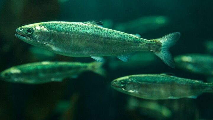 Una ‘falla catastrófica’ en el centro de investigación mata a unos 21,000 peces
